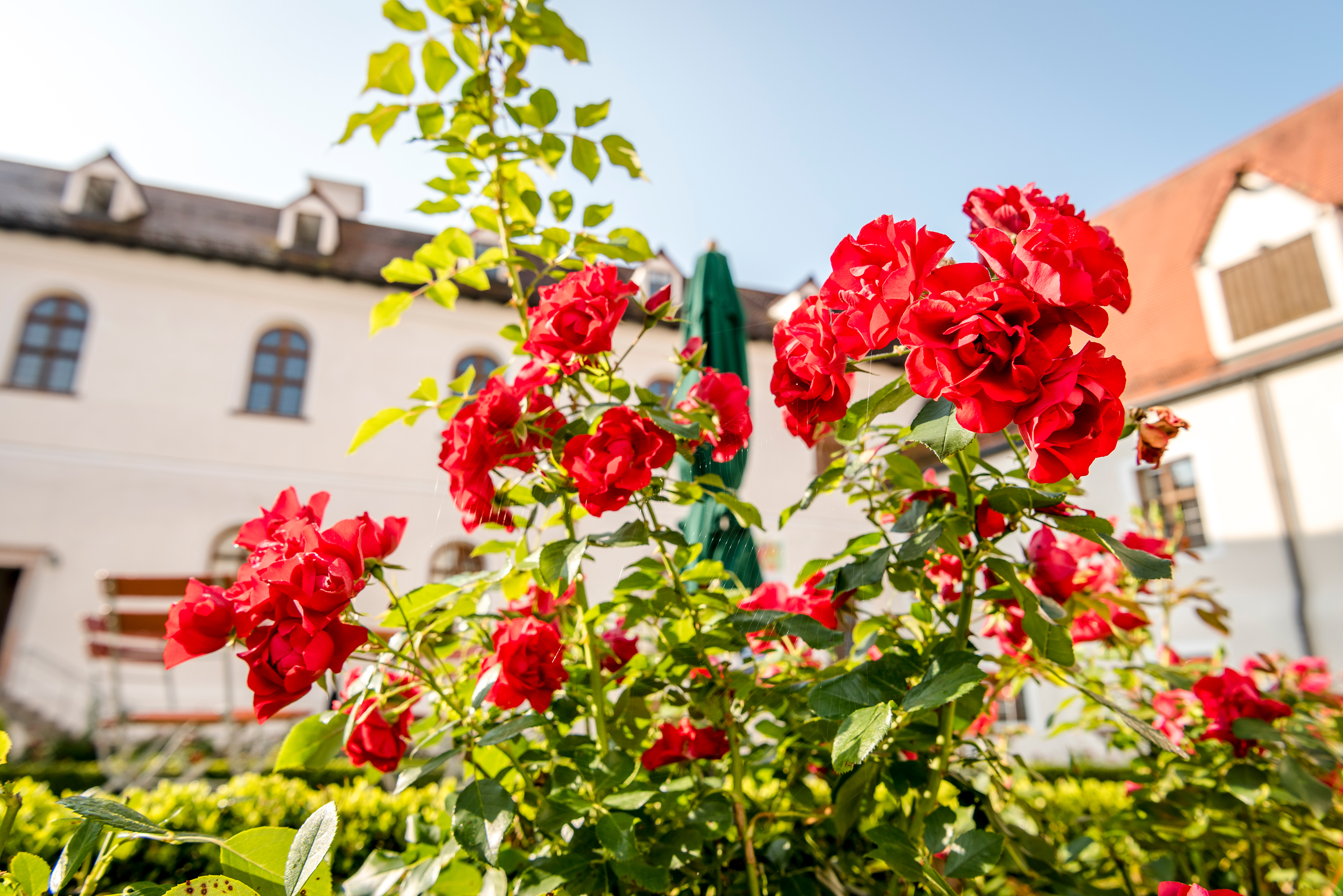 rote Rosen im Innenhof von Kloster Seeon