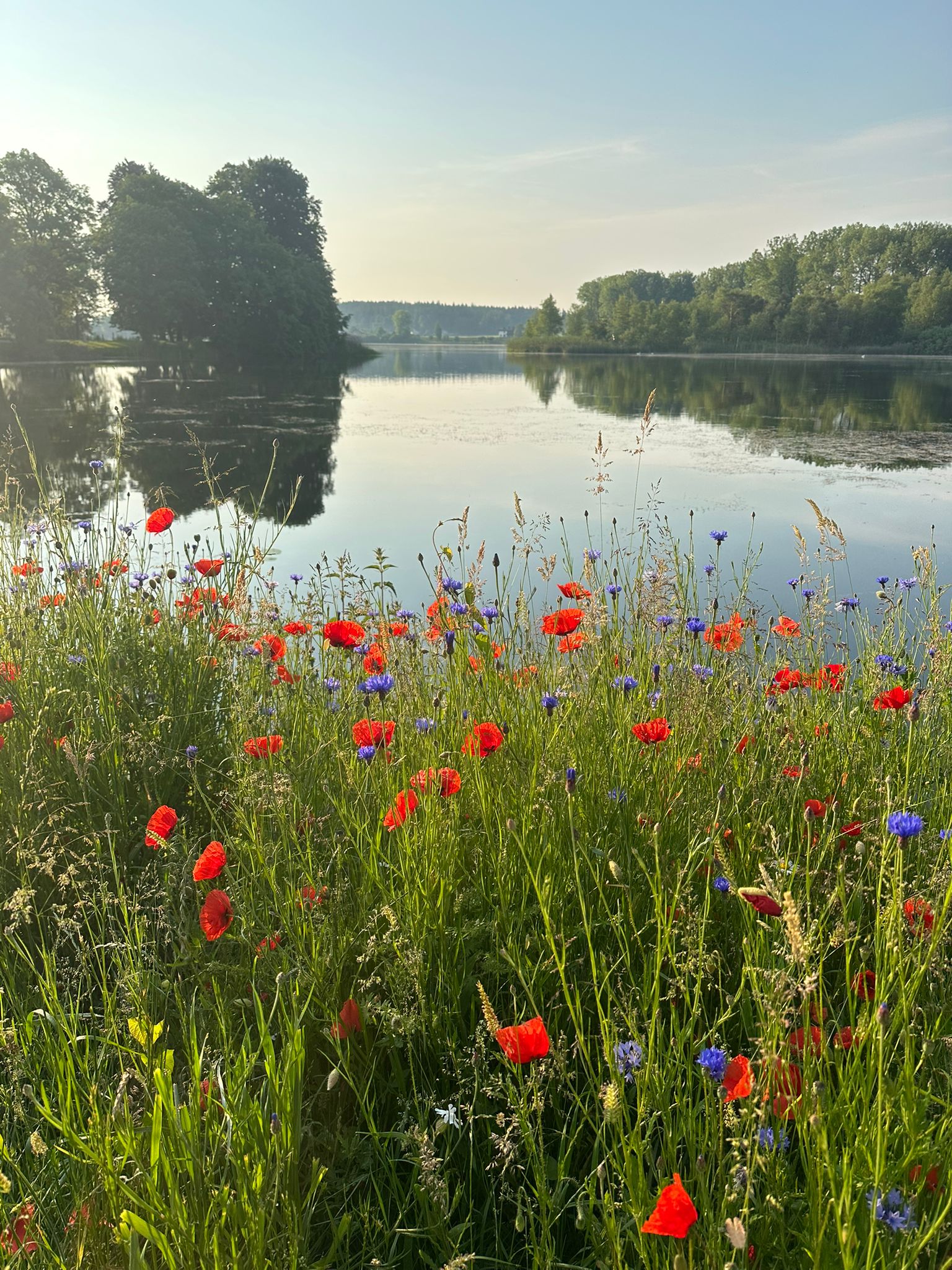 Wiese mit bunten Blumen vor einem See